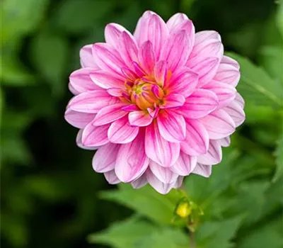 Dahlie 'Lubega® Special Rose Eye'