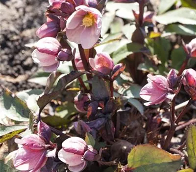 Frühlings-Schneerose 'HGC Pink Frost'®
