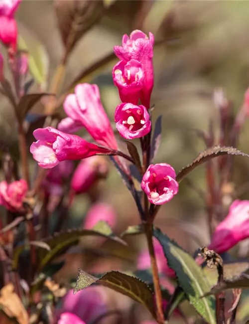 Weigelien – Blütenwunder und Augenweide