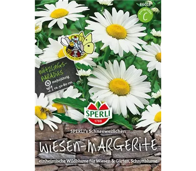 Garten-Margerite 'Schneeweißchen'