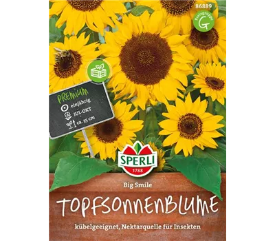 Sonnenblume 'Big Smile'