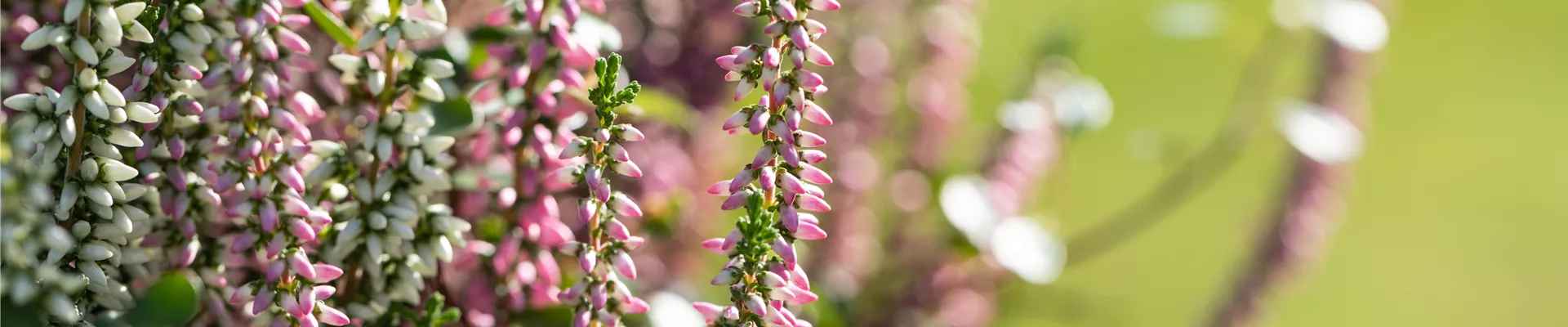Calluna vulgaris, Knospen