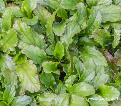 Kriechender Günsel Kriechender Günsel