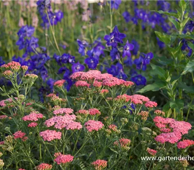 Schafgarbe 'Apricot Delight'