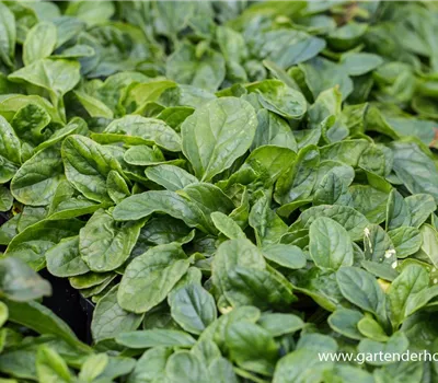 Weißblühender Garten-Günsel 'Alba' Weißblühender Garten-Günsel 'Alba'