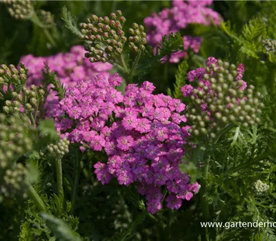 Schafgarbe 'Pink Grapefruit'