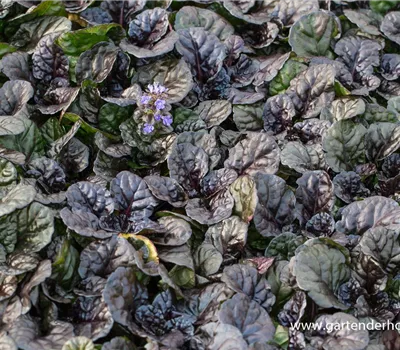 Garten-Günsel 'Black Scallop'® Garten-Günsel 'Black Scallop'®