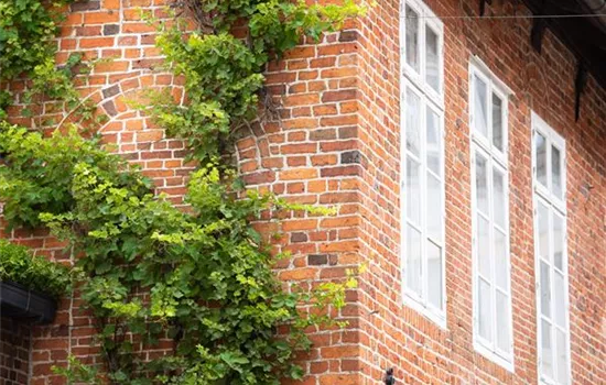 Kletterpflanzen als Begrünung nutzen Kletterpflanzen als Begrünung nutzen