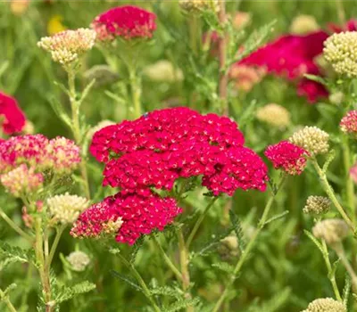 Schafgarbe 'Pomegranate'®