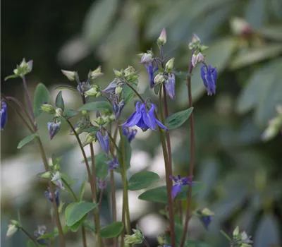 Kurzspornige Akelei Kurzspornige Akelei