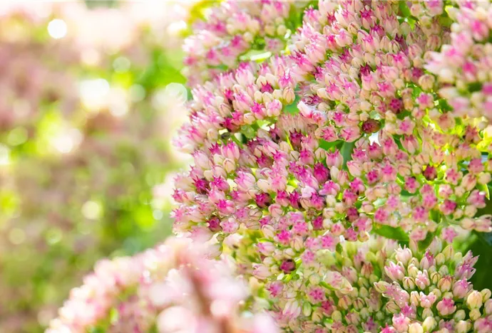 Herbstblumen machen die kalte Jahreszeit bunt