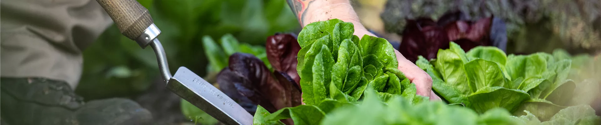 Gartengeräte - Salat ausstechen
