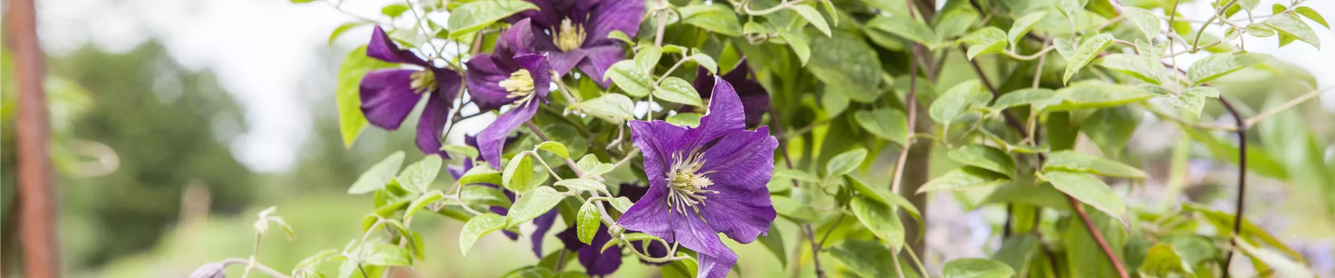 Clematis viticella 'Minuet'