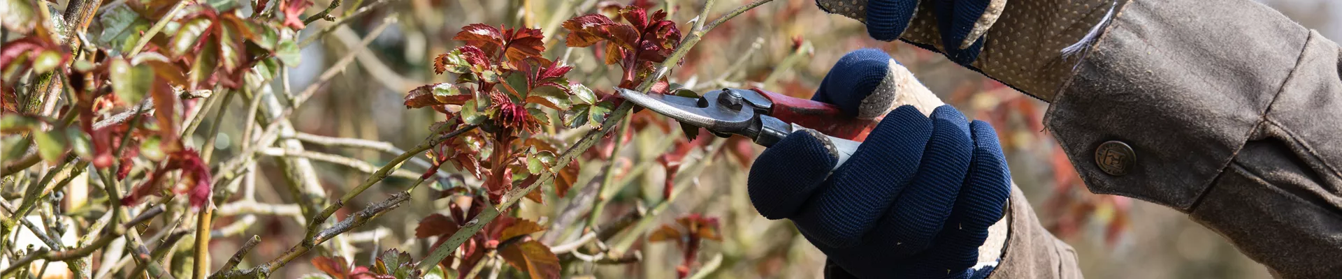 Rosenschnitt Rosenschnitt