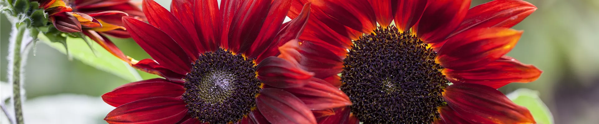 Helianthus annuus 'Chianti F1'