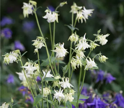 Kurzspornige Akelei 'Alba' Kurzspornige Akelei 'Alba'