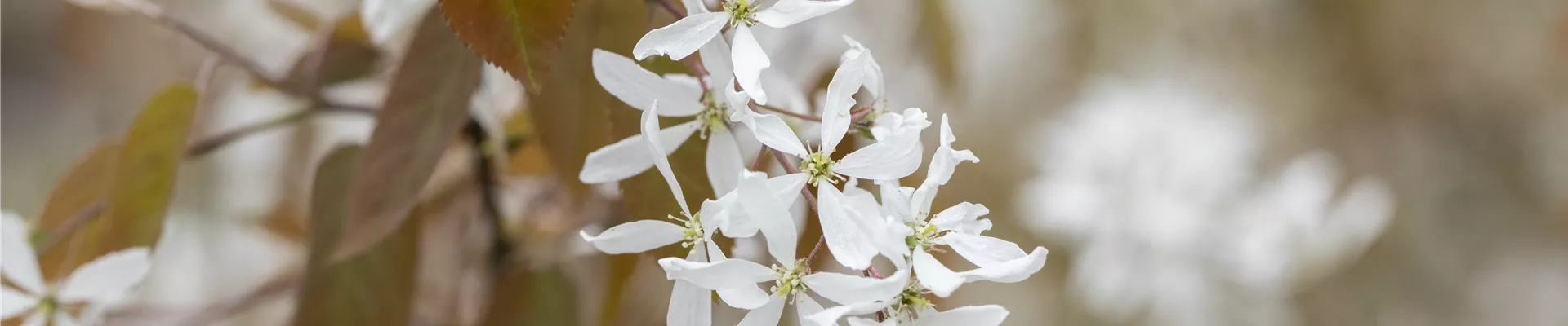 Amelanchier laevis 'Ballerina'