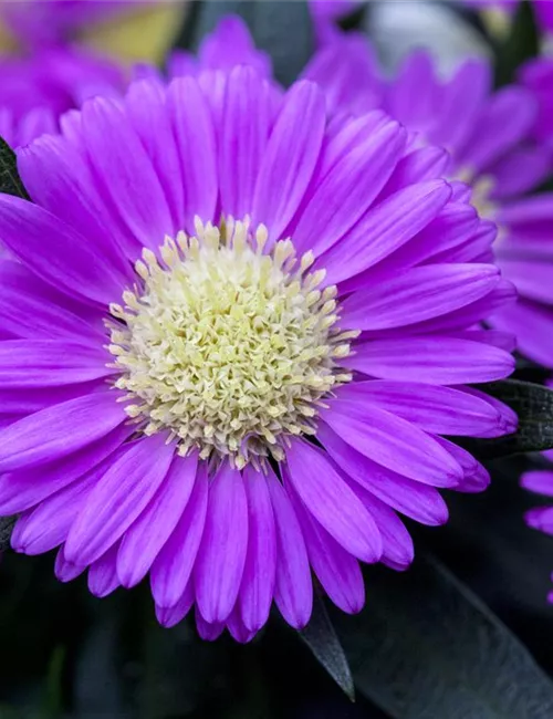 Astern – Die Stars in Ihrem Garten