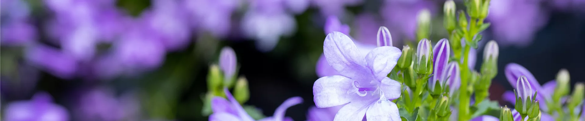 Campanula, blau