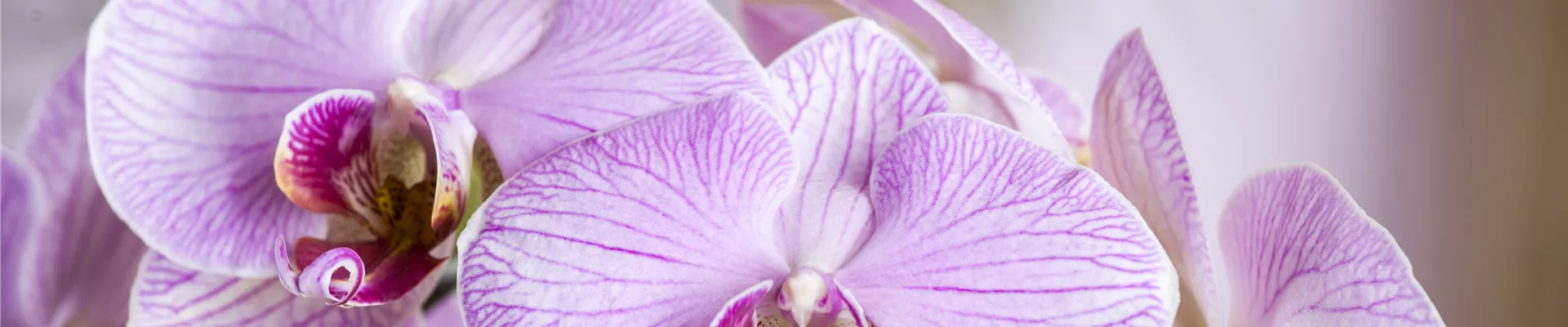 Phalaenopsis Phalaenopsis