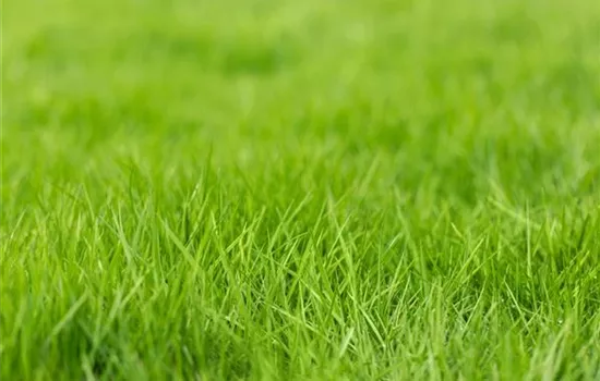 Völlig von der Rolle – Rollrasen im Garten Völlig von der Rolle – Rollrasen im Garten