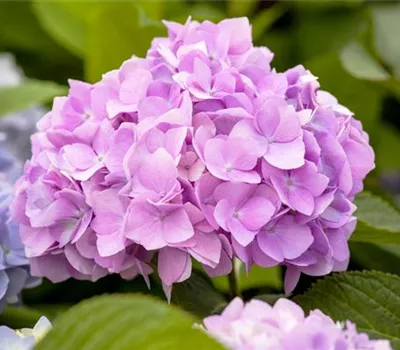 Hortensie 'Endless Summer'® Collection