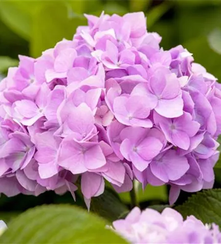 Hortensie 'Endless Summer'® Collection Hortensie 'Endless Summer'® Collection