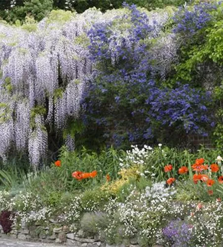 Schattenstauden – Die machen auch im Schatten eine richtig gute Figur