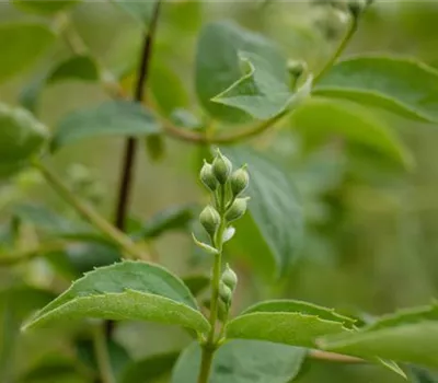 Gartenjasmin 'Schneesturm'