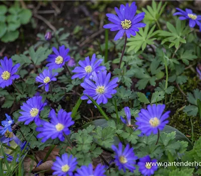 Garten-Strahlen-Windröschen 'Blue Shades'