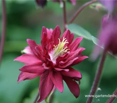 Aquilegia vulgaris 'Ruby Port' Aquilegia vulgaris 'Ruby Port'