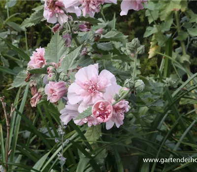 Bastardmalve 'Parkrondell'