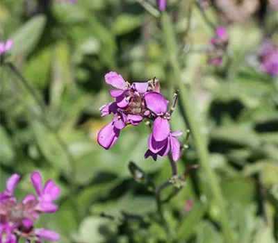 Garten-Gänsekresse 'Little Treasure Rose'