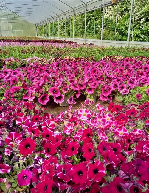 Eigene Produktion Eigene Produktion