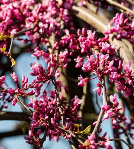 Hänge-Judasbaum 'Lavender Twist'® Hänge-Judasbaum 'Lavender Twist'®