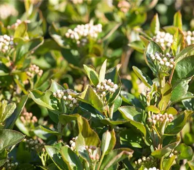 Apfelbeere 'Aron' Apfelbeere 'Aron'