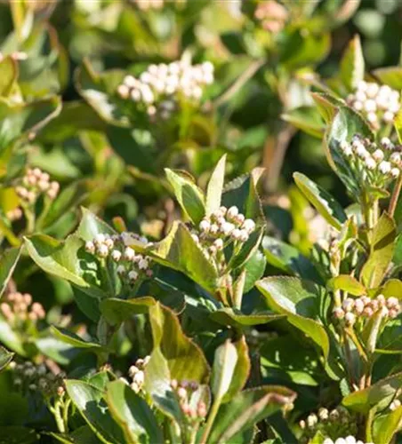 Apfelbeere 'Aron' Apfelbeere 'Aron'