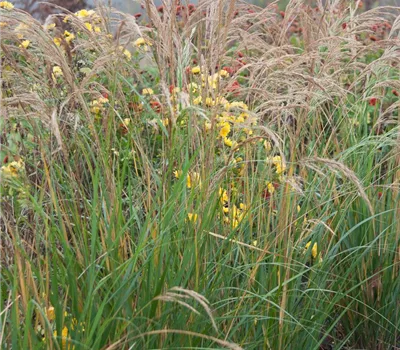 Silberährengras 'Algäu'