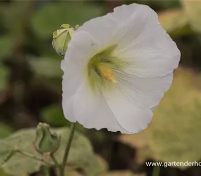 Garten-Stockrose 'Spotlight Polarstar'