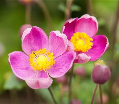 China-Herbst-Anemone 'Praecox' China-Herbst-Anemone 'Praecox'