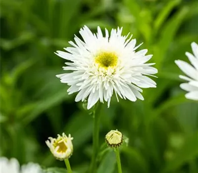 Garten-Margerite 'Wirral Supreme'