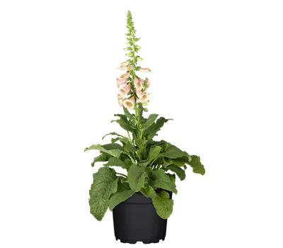 Garten-Fingerhut 'Apricot'