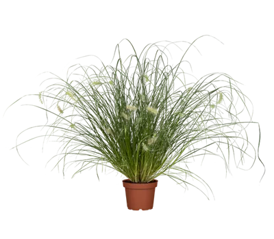 Garten-Federborstengras