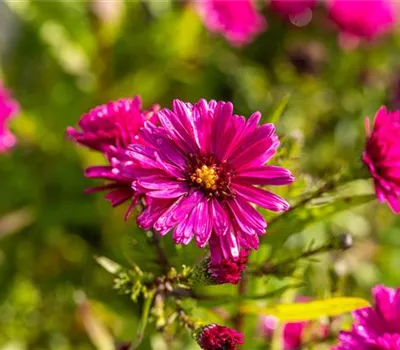 Garten-Glattblatt-Aster 'Royal Ruby' Garten-Glattblatt-Aster 'Royal Ruby'