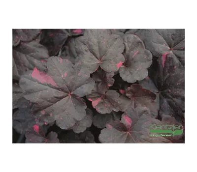 Garten-Silberglöckchen Garten-Silberglöckchen