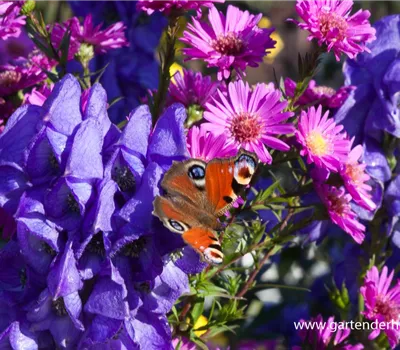 Hoher Herbst-Eisenhut