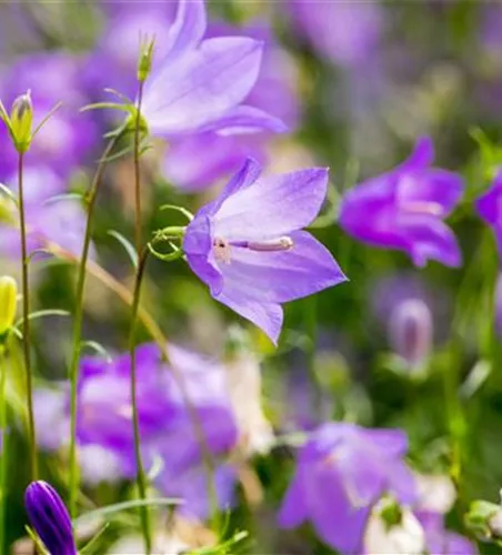 Campanula rotundifolia Campanula rotundifolia