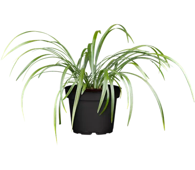 Garten-Glöckchentraube 'Moneymaker'