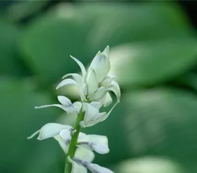 Duftende Lilien-Funkie Duftende Lilien-Funkie