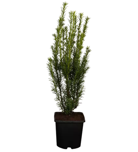 Becher-Eibe 'Groenland'